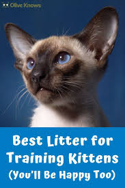 Litter Training For Kittens Just Like Potty Training For Toddlers Or House Training For Puppies Can Take Cat Training Cat Training Kittens Training A Kitten