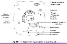 Here presented 43+ liver cell drawing images for free to download, print or share. Rat Liver Cell Biological Activity Cell Life