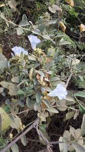 Image result for Bonamia spectabilis