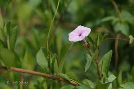 Image result for Ipomoea marginata