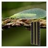 Learn how to create homemade traps for these tiny pests. 1