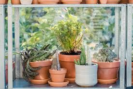 Some studies have shown that the pectin. Euphorbia Plant Care Growing Guide