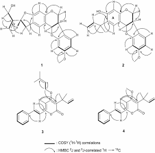 Image result for Ptycholobium plicatum