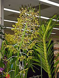 We did not find results for: Anggrek Tebu Grammatophyllum Speciosum Anggrek Terbesar Alamendah S Blog