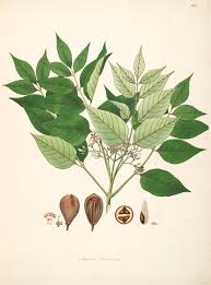 Image result for Schrebera