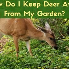 This tip also uses scent to keep deer away from the plants deer love. Best Homemade And Commercial Deer Deterrents For Your Garden Dengarden