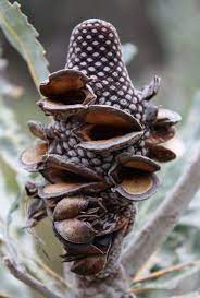 Banksia Seed Google Search Seed Pods Australian Native Flowers Seeds