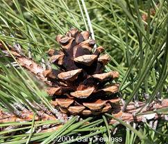 Trees Of Wisconsin Pinus Resinosa Red Pine Once pollinated, the tree's female cones develop as the seeds these pine trees are from the conifer family. trees of wisconsin pinus resinosa red