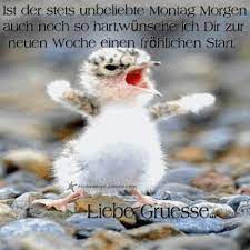 Die 284 besten bilder zu wochentage in 2020 guten morgen gruss wochentage guten morgen lustig. Montag Bilder Lustig Kostenlos Gb Bilder Gb Pics Gastebuchbilder