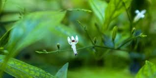 Sambiloto adalah salah satu tanaman yang sering digunakan oleh nenek moyang untuk menurunkan kadar gula darah. 9 Manfaat Sambiloto Untuk Kesehatan Dan Efek Sampingnya