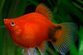 Ikan hias kecil cantik ini menyukai segala jenis makanan baik alami maupun buatan, untuk pakan alami cacing sutra bisa menjadi pilihan yang baik. Simak 12 Cara Merawat Ikan Hias Dalam Toples Wajib Diketahui