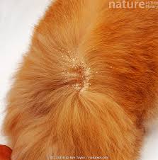 Image result for what do Cheyletiella look like in dog fur