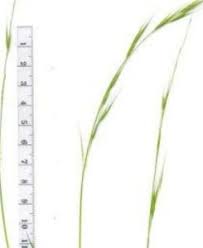 Image result for Aristida stipoides