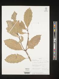 Image result for Xymalos