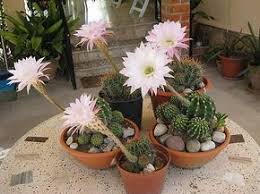 Este cactus florece en primavera, su flor es rosa y también da un fruto rojo que contiene adentro una semilla. Consejos Para Que Tu Cactus Florezca Cactus Plants Cactus Flower Cactus