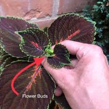 Image result for Coleus rhodesianum