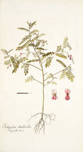 Image result for Indigofera dendroides
