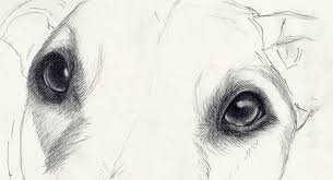 How To Draw Dog Eyes That Look Amazingly Realistic Eye Drawing Tutorials Dog Drawing Realistic Drawings
