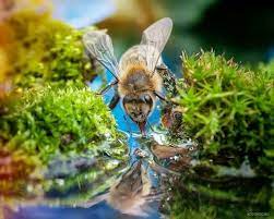 Bee Drinking Water Bee Bees And Wasps Bumble Bee Honey