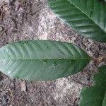 Image result for Coula edulis