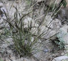 Image result for Aristida adscensionis