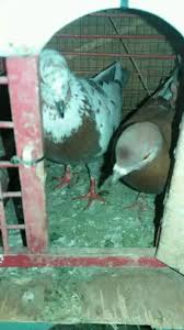 We did not find results for: Burung Merpati Murah Jual Beli Hewan Jadi Mudah