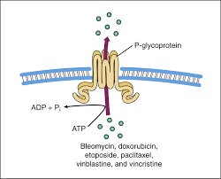 Image result for P-Glycoprotein
