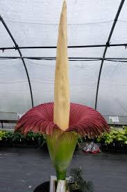 Maybe you would like to learn more about one of these? Amorphophallus Titanum Corpse Flower Giant Titan Arum For Sale 85 00 Plant Delights Nursery
