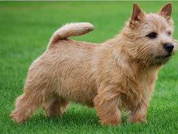 Find images and videos about. Tale Of Tails And Other Appendages Part 1 Dig N Blog