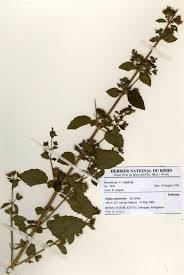 Image result for Hyptis