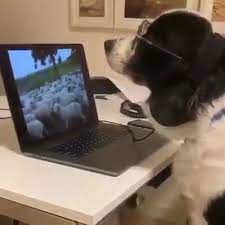 Mais um dia de teletrabalho e para isso não me basta o sol para me dar a energia necessária para ter o rendimento de un dia repleto de correria apesar de. Loja Dos Memes Cao Pastor Em Teletrabalho Facebook