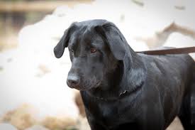 They are skilled at whatever task the day has in store for us. Heatherdowns Labradors Ltd