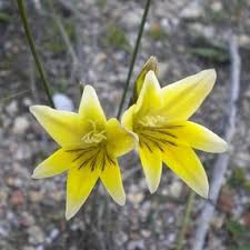 Image result for Gladiolus trichonemifolius