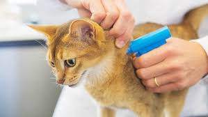 The pet microchip lookup tool is provided by aaha and can help you find a lost pet's owner. Pet Microchipping In Kenya Microchip Database And Cost