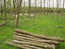 The species is therefore widely. Black Locust A Tree With Many Uses Cornell Small Farms