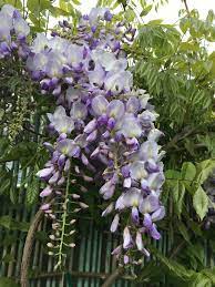 Blue Wisteria In My Garden Flower Garden Beautiful Flowers Plants