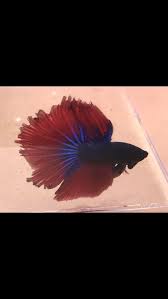 Twintail Halfmoon Betta Fish Green Oasis Farms Bb4 Exact Fish Betta Fish Bettafish Betta Fish Halfmoon Betta Beautiful Fish