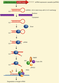 Gene Silencing Springerlink