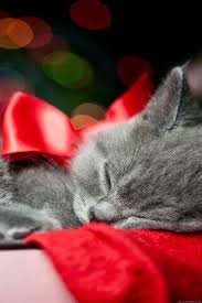 Maybe you would like to learn more about one of these? Phoneky Christmas Cat Hd Wallpapers