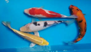 Kolam yang sederhana ini justru mampu menunjang nilai estetik dari area rumah yang kosong. 10 Daftar Harga Ikan Koi Blitar Terindah Tapi Murah 2020 Jejaksemut