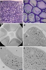 Image result for Coffea salvatrix