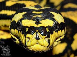 Morelia Spilota Cheynei Black And Yellow Snake Pet Snake Yellow Snake