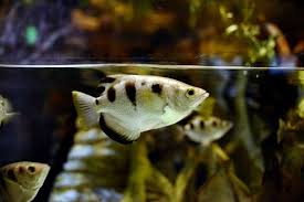 Archer fish have unique needs can pose a problem when selecting tankmates. Archerfish Facts Diet Habitat And More Science4fun