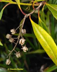 Image result for Agarista salicifolia