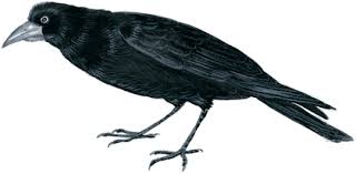 Sans mentir, si votre ramage se rapporte à votre. Le Corbeau Et Le Renard Il Etait Une Histoire Ieuh