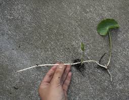 Image result for Hydrocotyle bonariensis