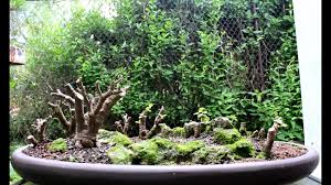 Check spelling or type a new query. Baobab Style Bonsai Forest June 2014 Youtube