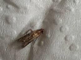 Pantry moths (also called indianmeal moths, flour moths, and grain moths) are common household pests that lay eggs in dry food products. How To Get Rid Of Pantry Moths In Your House For Good Dengarden
