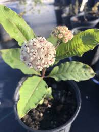 Image result for Asclepias randii