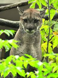 Maybe you would like to learn more about one of these? Pumas Gut Im Zoo Pilsen Angekommen Zoo Berlin